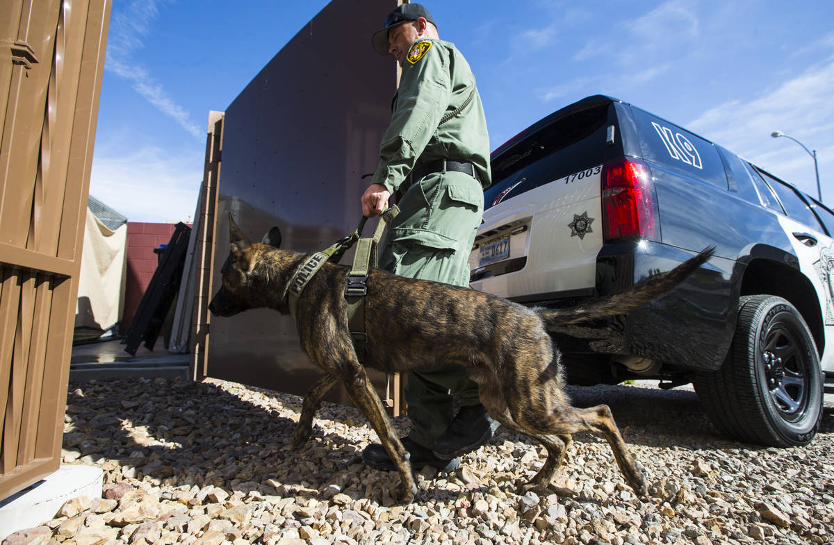 Las Vegas police K9 officer Dukes leads K9 Argos to his kennel in Henderson on Wednesday, Oct. ...