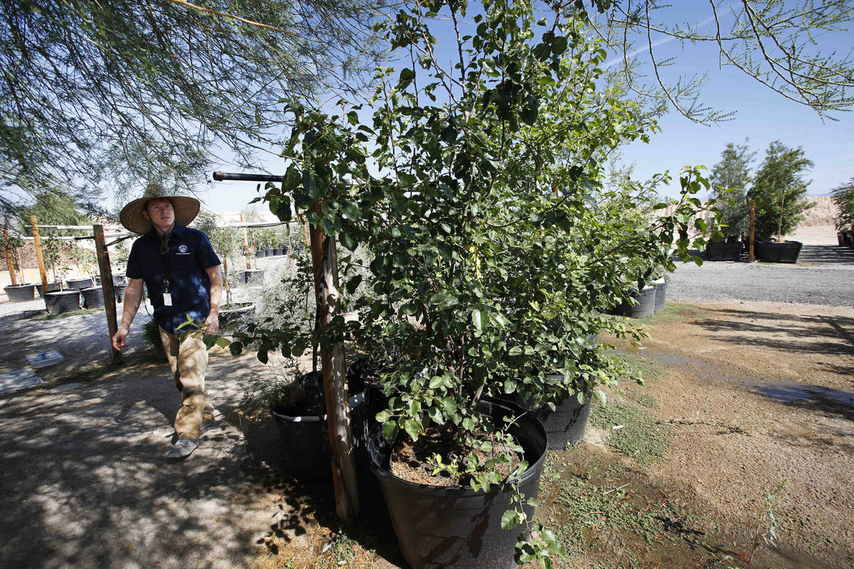 Survivor Tree Seedling Program