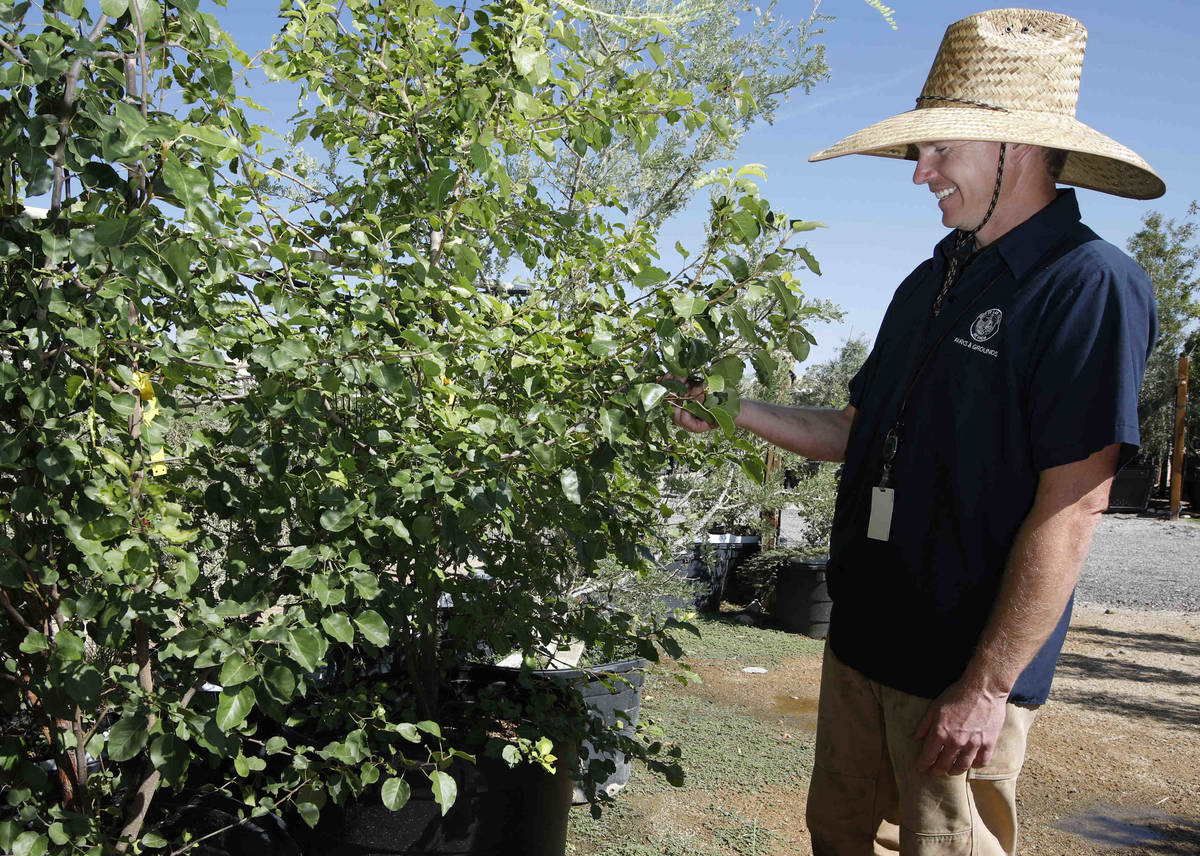 Bradley Daseler, urban forester from the city of Las Vegas, stands by two ornamental pear seedl ...