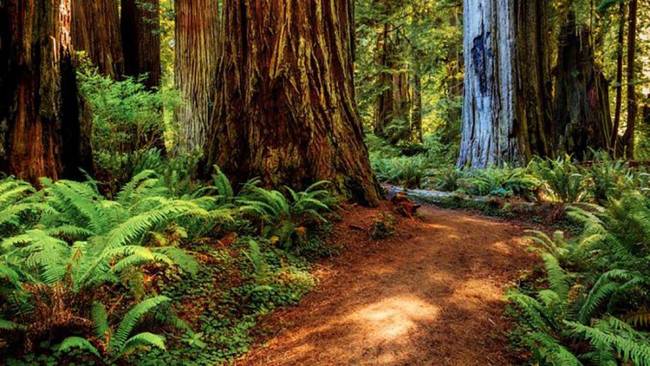 Venture to the Redwood National and State Parks, where the tallest trees on Earth — redwoods, ...