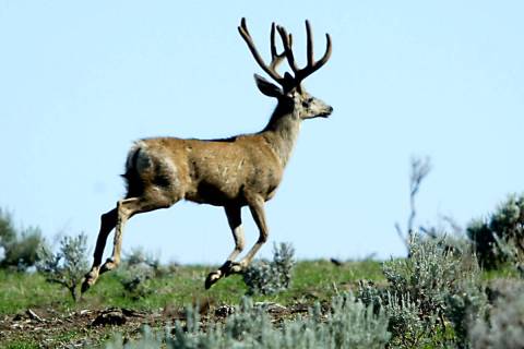 A mule deer buck leaps across a meadow southeast of St. George, Utah near the Utah/Arizona bord ...