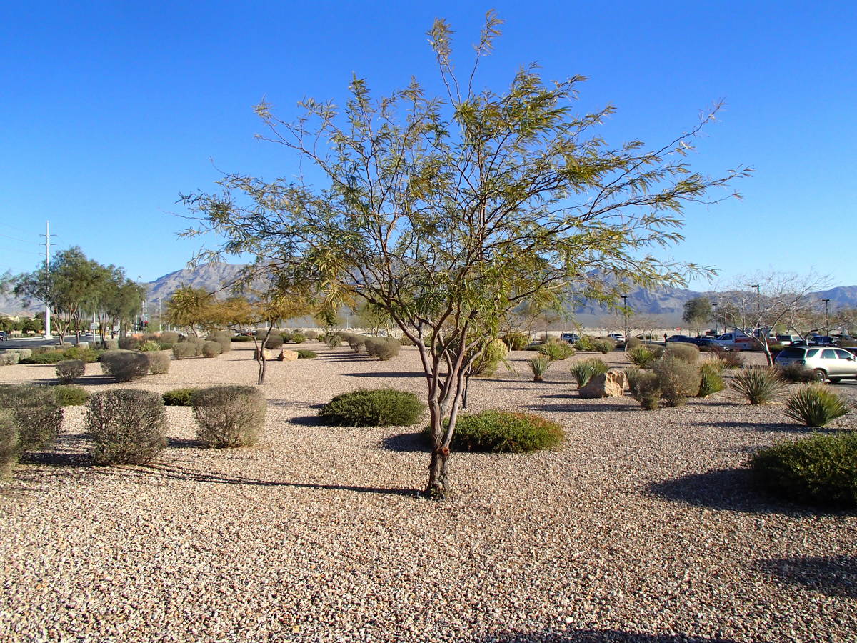 A spray with naphthaleneacetic acid will prevent beans from forming on mesquite trees. (Bob Morris)