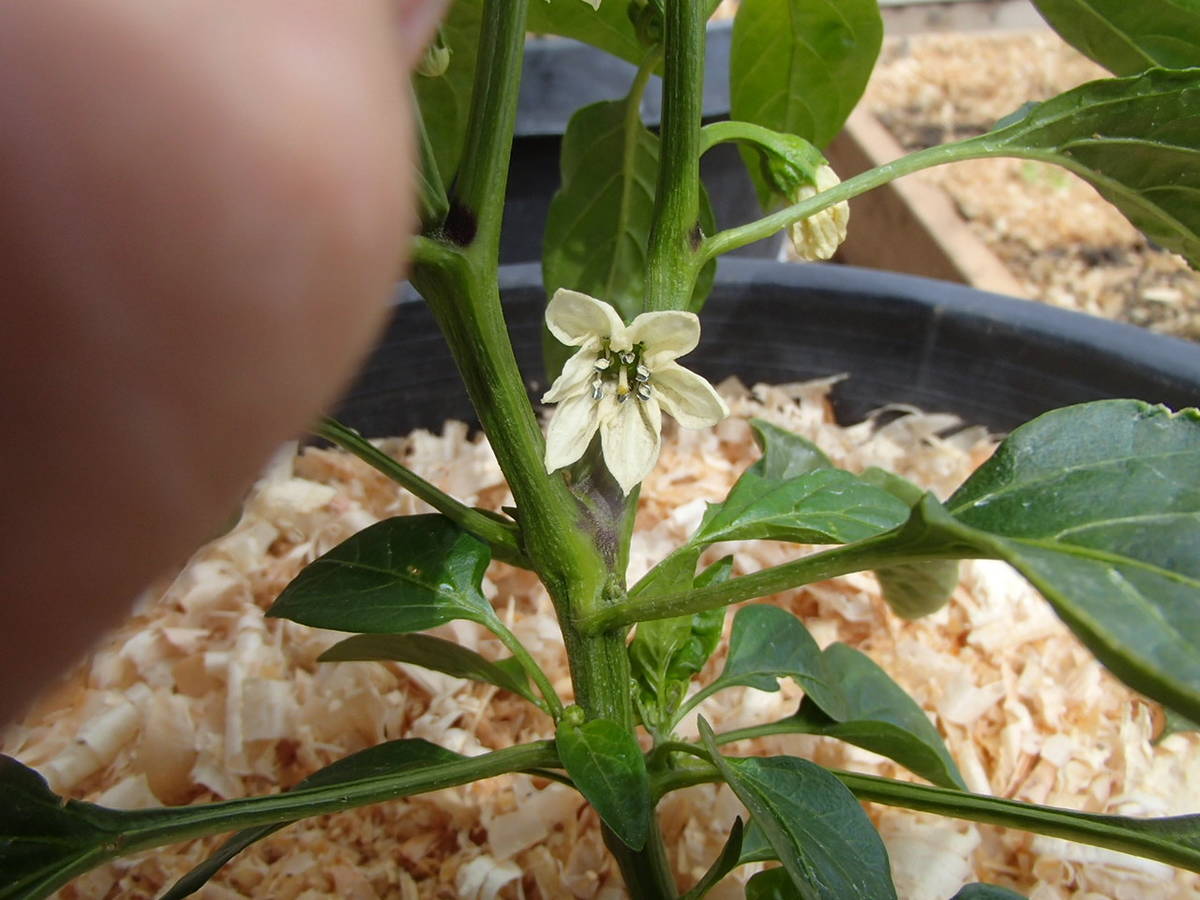 Depending on variety, removing pepper flowers may allow the plant to grow larger. (Bob Morris)