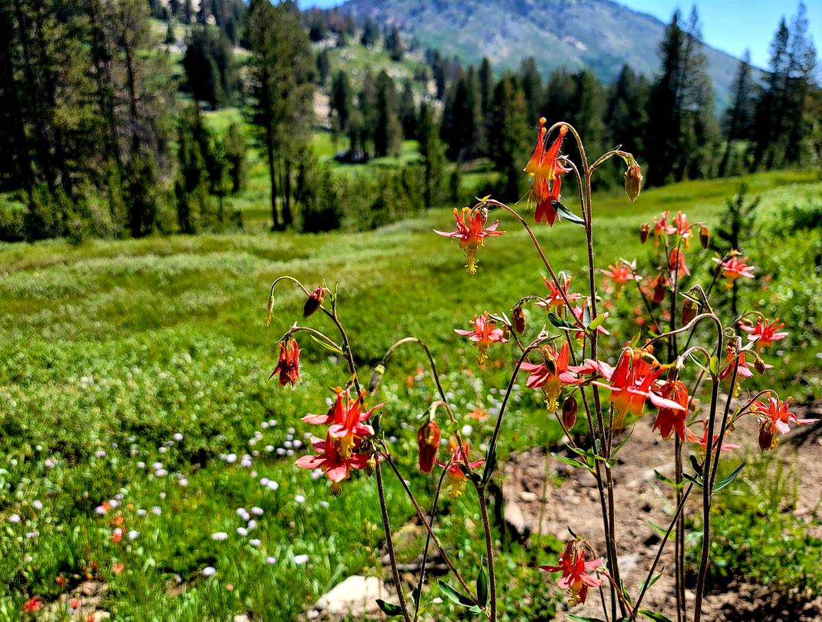 Crimson columbines blooming in early July in Tahoe Meadows. (Natalie Burt)