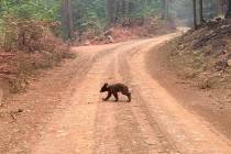 An orphaned bear cub walks alone through an area impacted by the Dixie Fire in Plumas County, C ...
