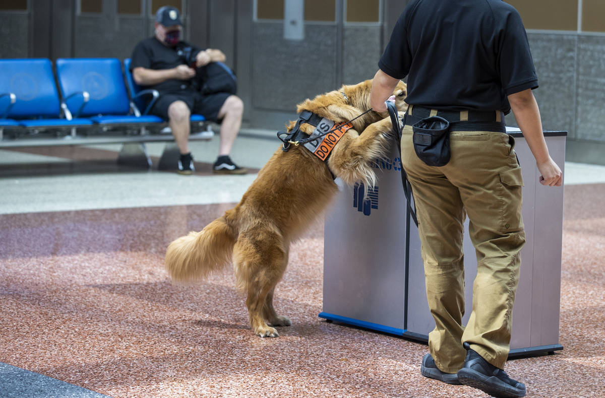 Transportation Security Administration handler Vanessa inspects garbage bins as she works with ...