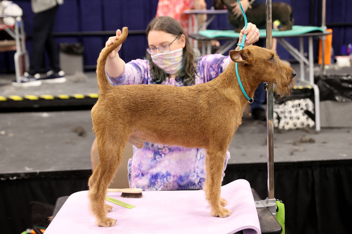 Lindsey Simpson, owner of Sittin' Pretty in Huntingdon, Tenn., competes in dog grooming during ...