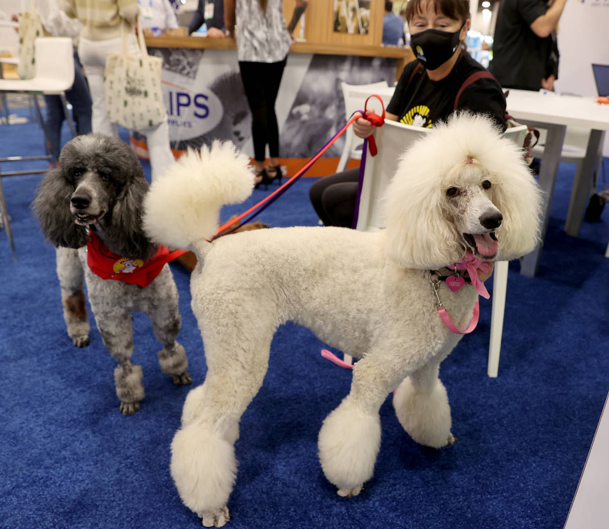 Susan Raybould with Keto Pet Food in Los Angeles takes a break with her rescue poodles Coconut, ...