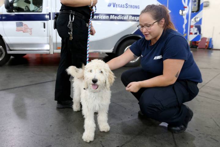 Trainer Megan LeClair, left, and Mercy, a therapy dog in training, visits with Vehicle Service ...
