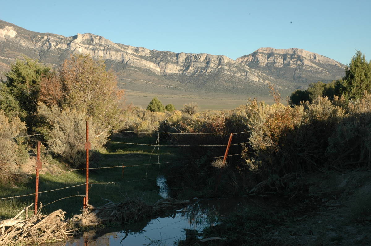 When looking for doves in the open desert, small pockets of water like this one may be all that ...