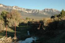 When looking for doves in the open desert, small pockets of water like this one may be all that ...