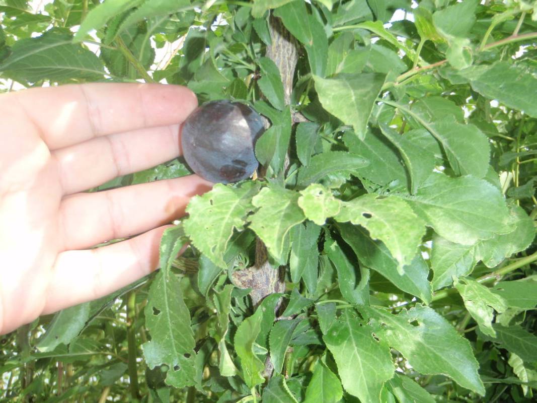 Cherry plum (Prunus cerasifera)