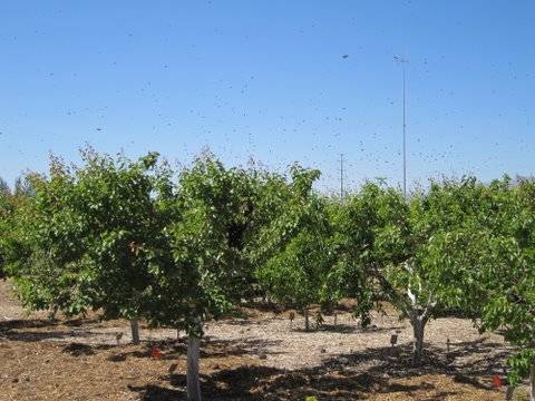 Honeybees swarm fruit trees in an orchard. Never spray a plant that is flowering with anything. ...