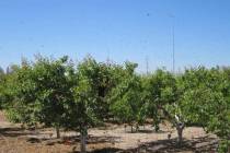 Honeybees swarm fruit trees in an orchard. Never spray a plant that is flowering with anything. ...