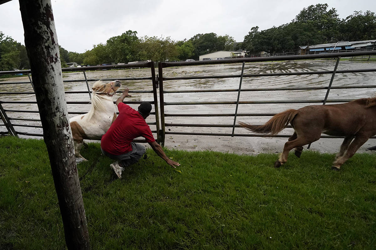 Keenan Jupiter corrals his Shetland Ponies to put them into their stables in advance of approac ...