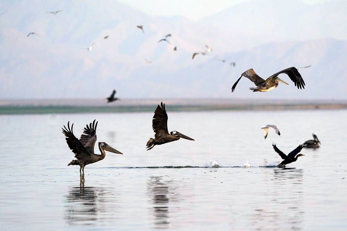 Pelicans take flight in the Salton Sea on the Sonny Bono Salton Sea National Wildlife Refuge Th ...