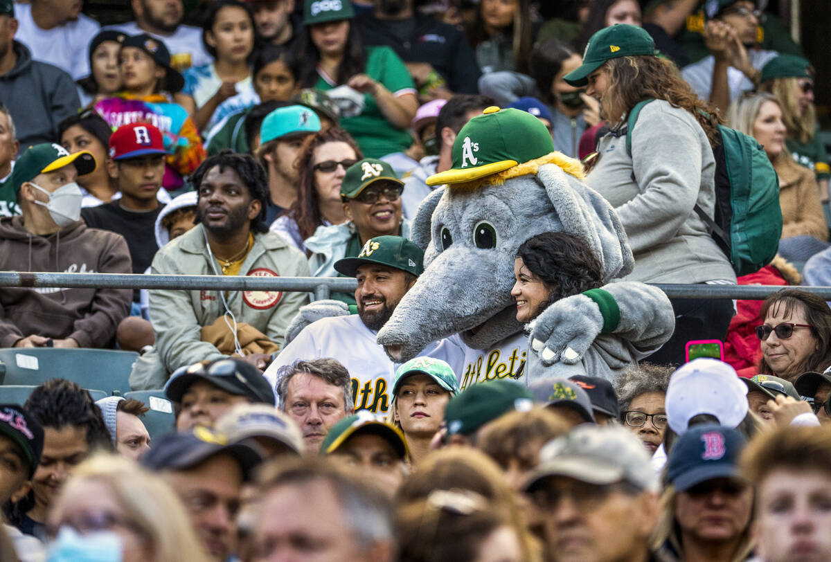 Oakland A's mascot Stomper joins fans for a photo in the stands as they  play the Boston Red Sox …