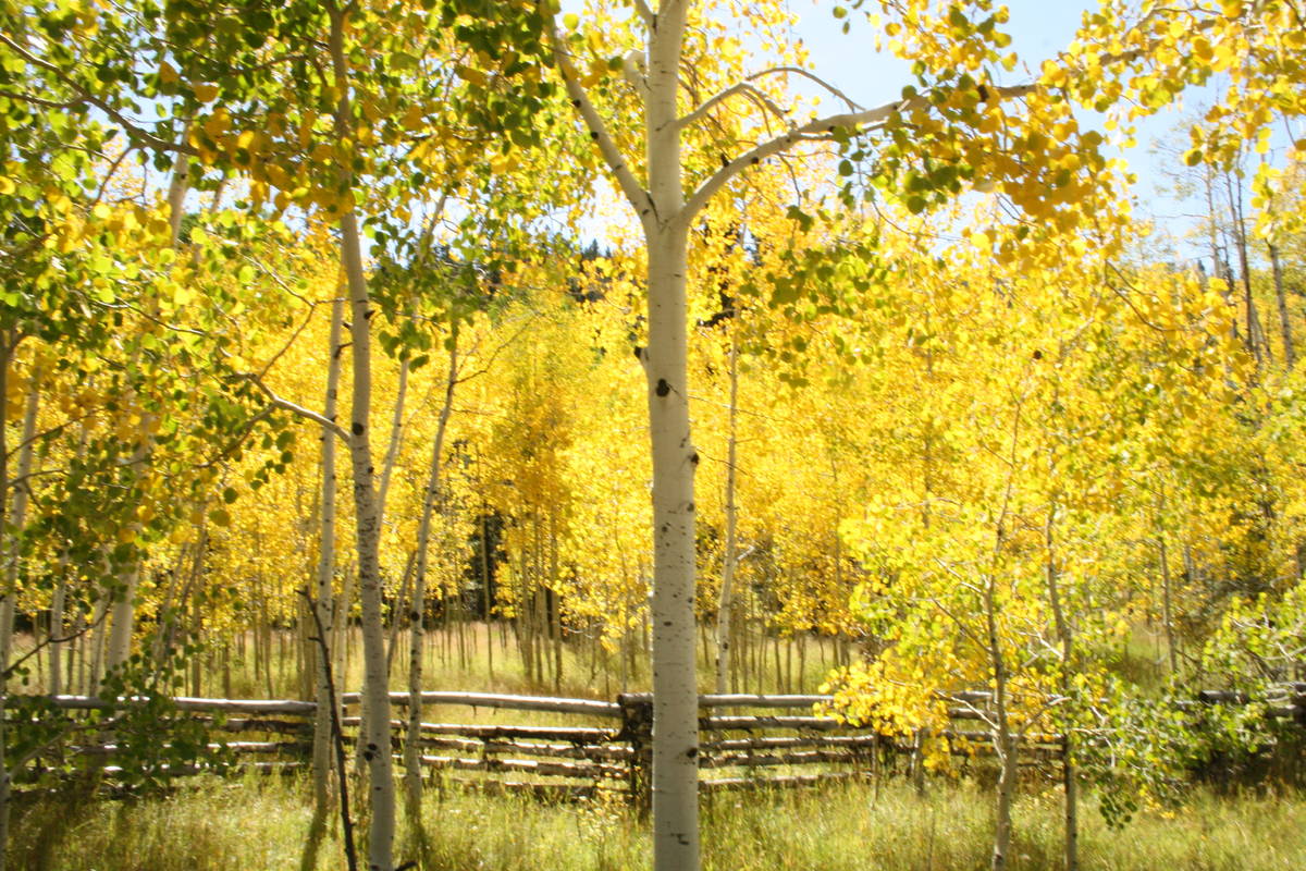 Aspen groves can be found flanking Highway 143 just east of Cedar City. (Deborah Wall)