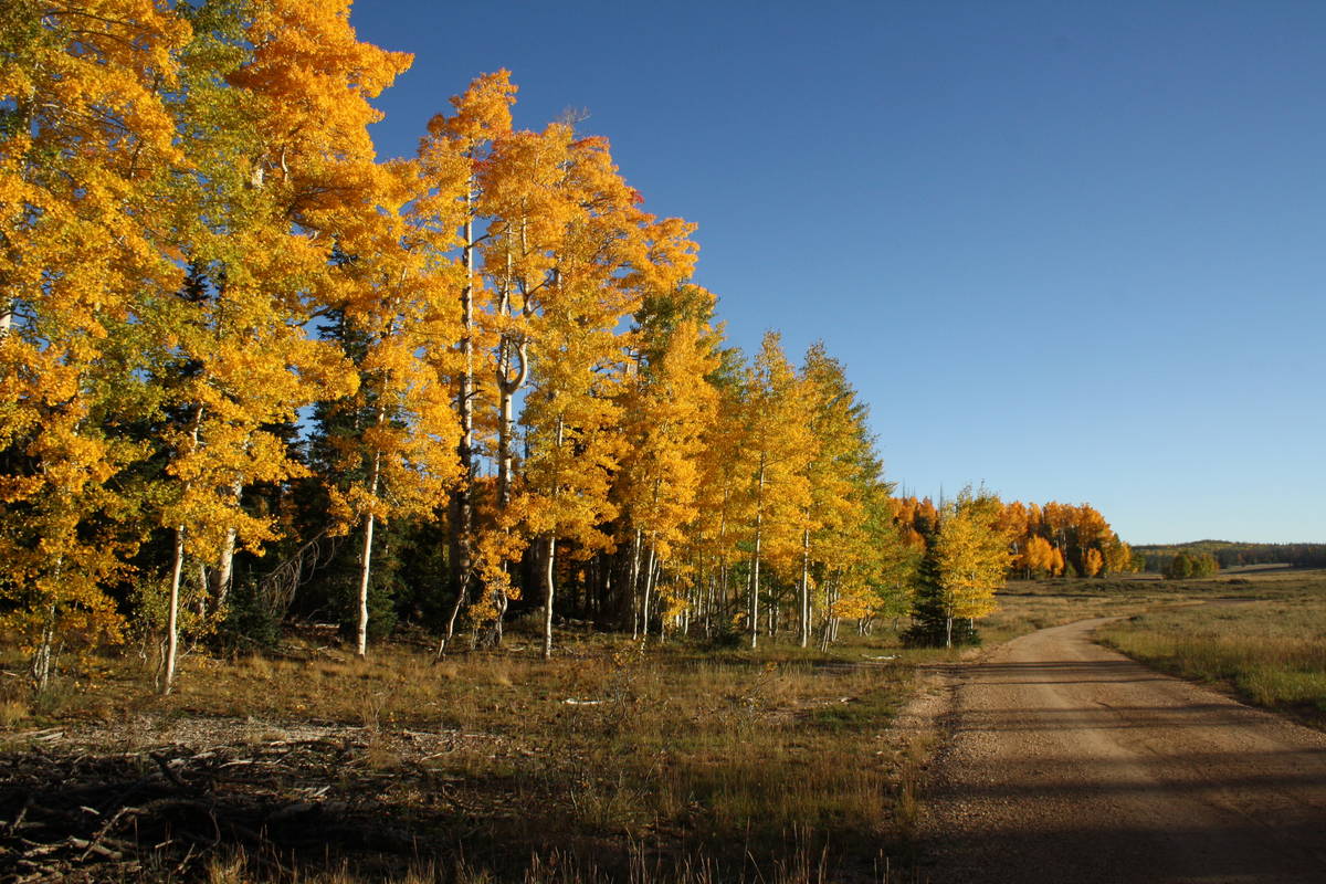 There are dozens of gravel roads to explore on the Markagunt Plateau in southern Utah. (Deborah ...