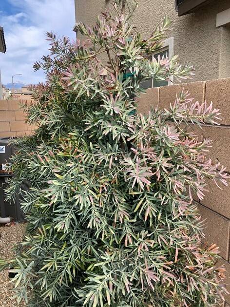 This yew pine shows leaf browning due to a lack of water and poor soil improvement. (Bob Morris)