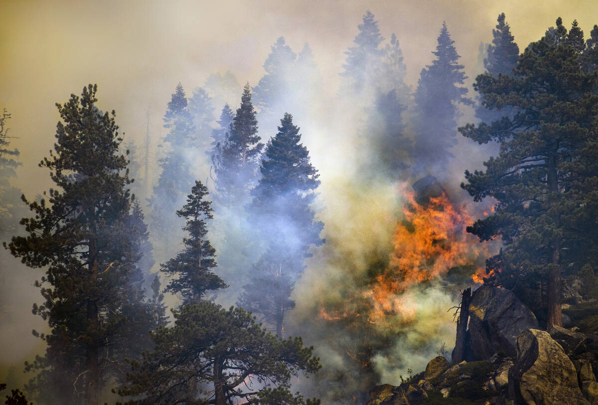 Fire burns amongst the pines on a ridge along SR 89 from the Caldor Fire on Wednesday, Sept. 1, ...