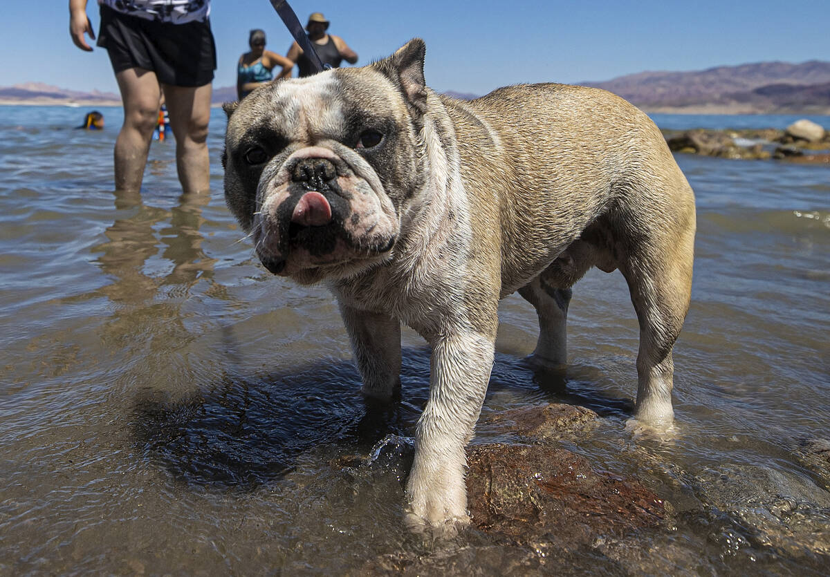 A french bulldog named “Sparky” plays in Lake Mead on Labor Day on Monday, Sept. ...