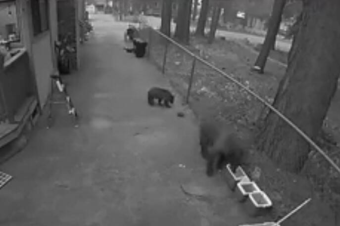 Residents in South Lake Tahoe are being warned to look out for bears as they return to their ho ...