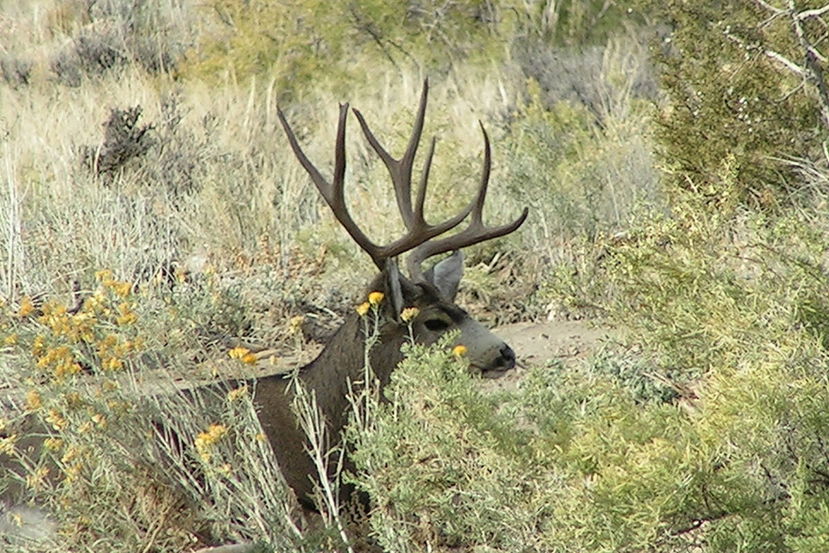 Mule deer resting in brush near Nash Wash in eastern Utah. Photo by A J Rogers, Utah Division o ...