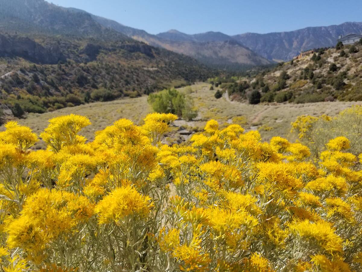 Rabbitbrush blooms bright yellow in September along the roadsides and in sunny patches near tra ...