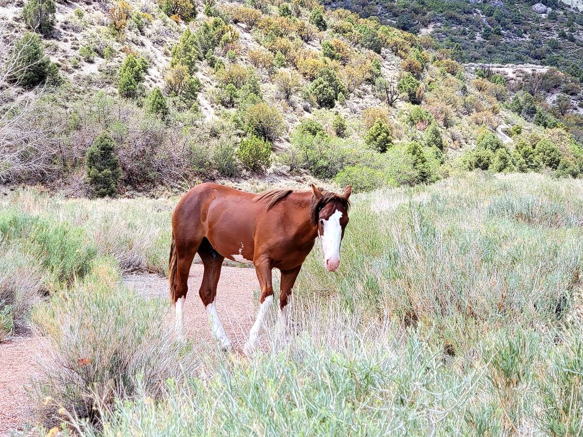 A wild horse grazes in an area of Kyle Canyon below the Retreat on Charleston Peak hotel and Sp ...