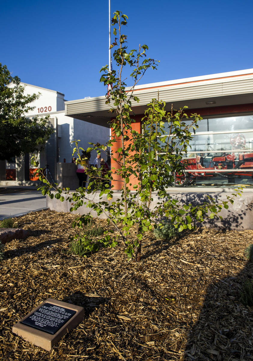 An ornamental pear seedling is seen, Saturday, Sept. 11, 2021, at Fire Station Five in Las Vega ...