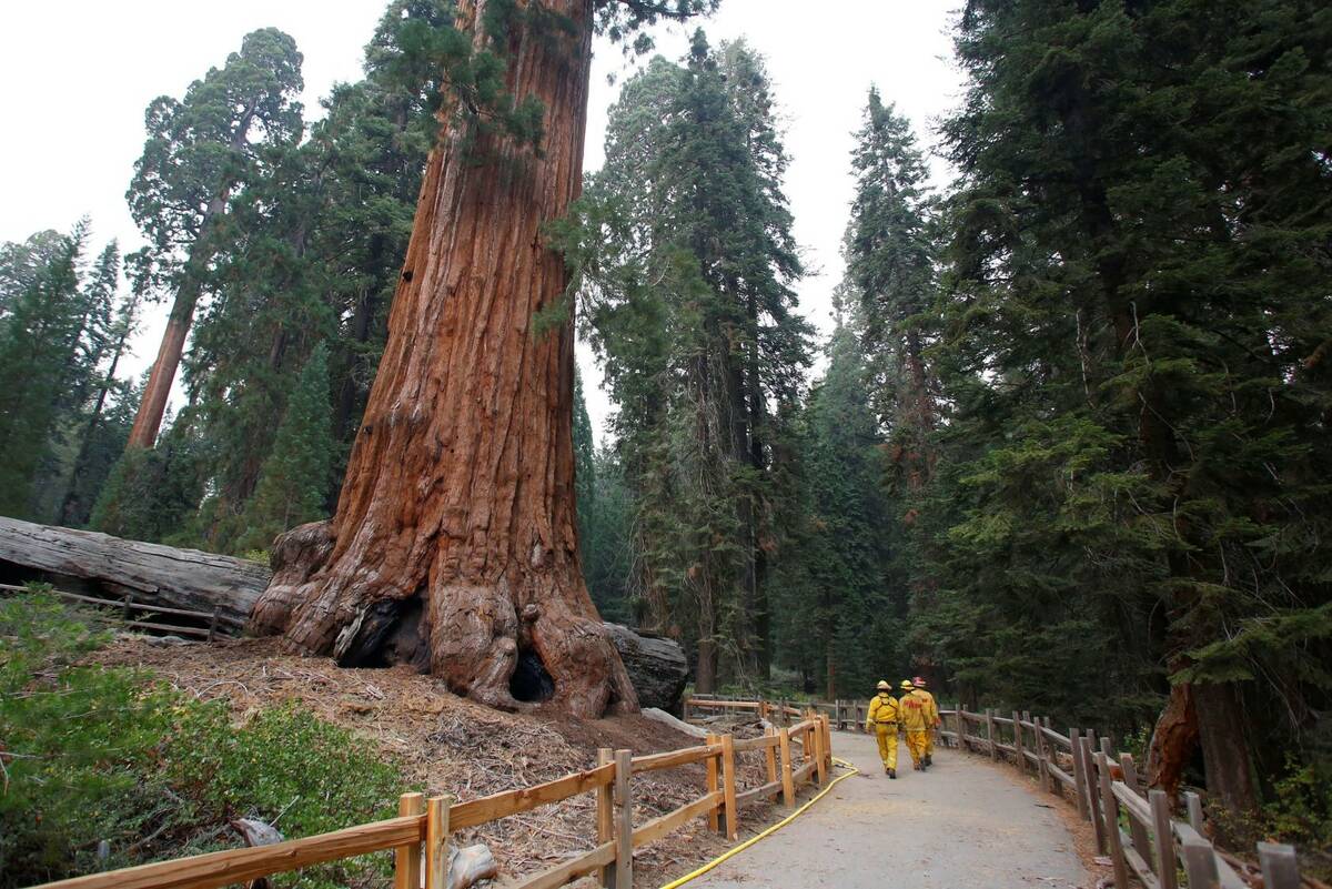 Firefighters walk near a giant Sequoia at Grant Grove in Kings Canyon National Park, Calif., in ...
