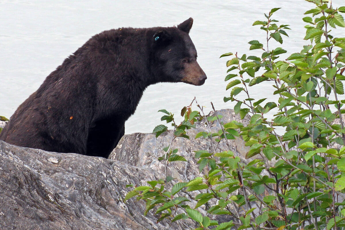A black bear is seen on the rocks near the Mendenhall Glacier on Thursday, Sept. 15, 2011, in J ...