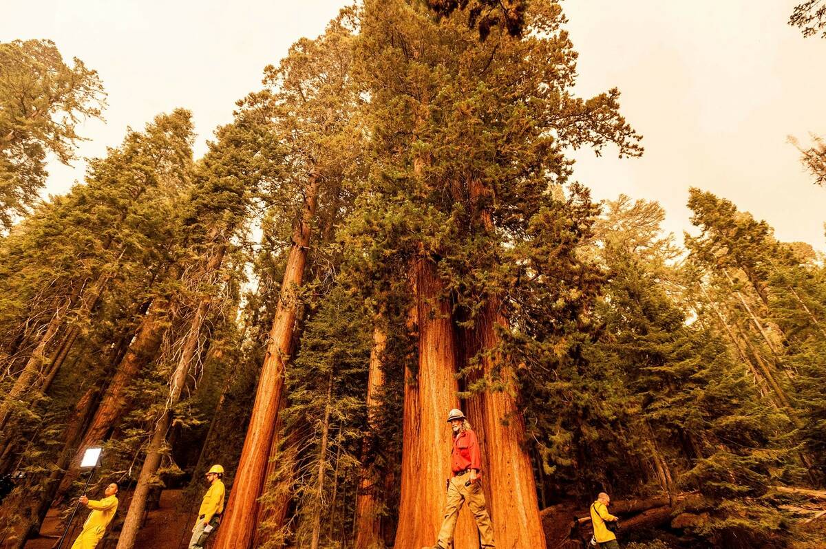 Members of the media walk among sequoia trees in Lost Grove as the KNP Complex Fire burns about ...