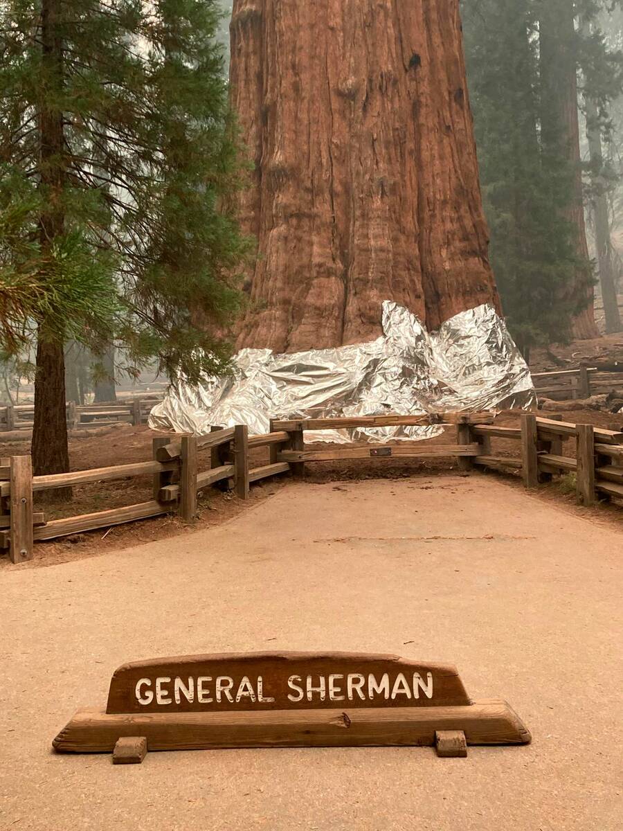 This photo shows the giant sequoia known as the General Sherman Tree with its base wrapped in a ...