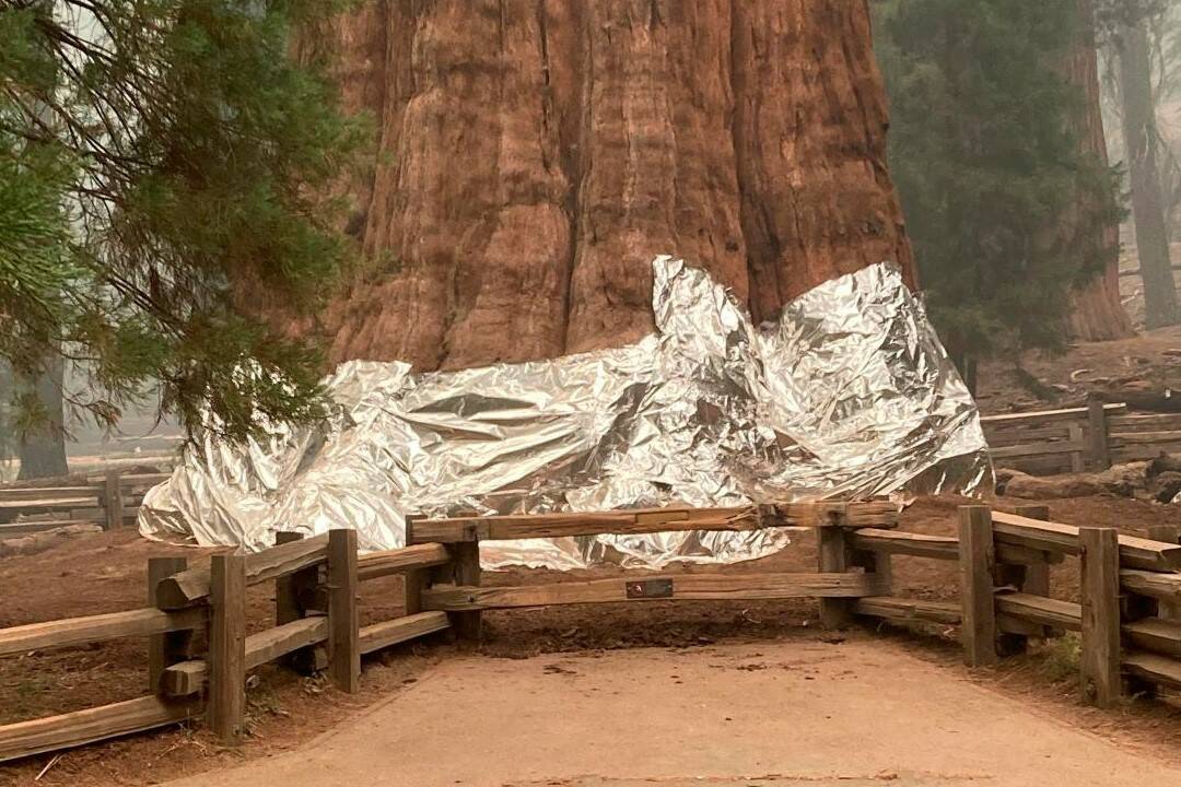 This photo shows the giant sequoia known as the General Sherman Tree with its base wrapped in a ...