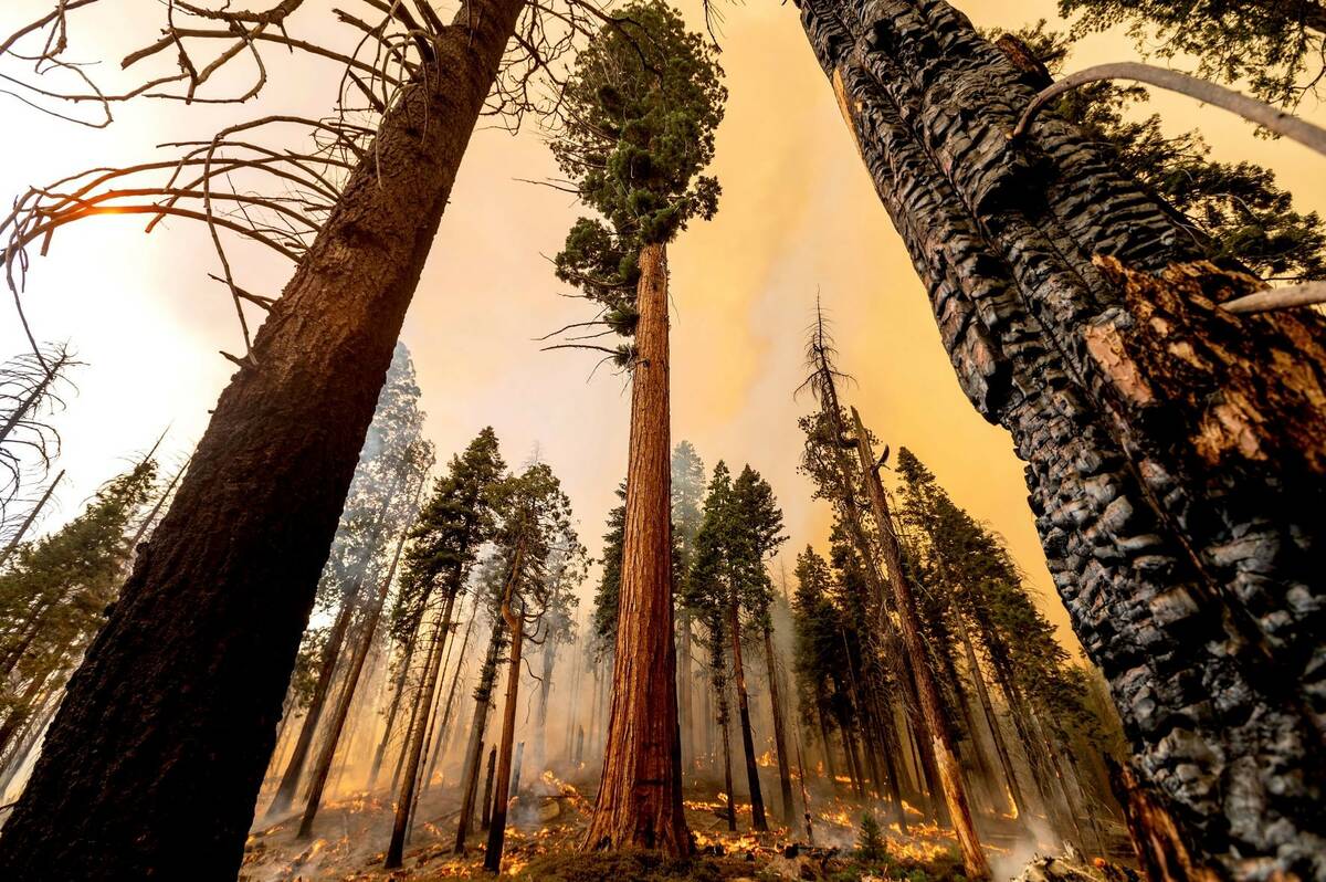 A tree stands in the Trail of 100 Giants grove as flames from the Windy Fire burn in Sequoia Na ...