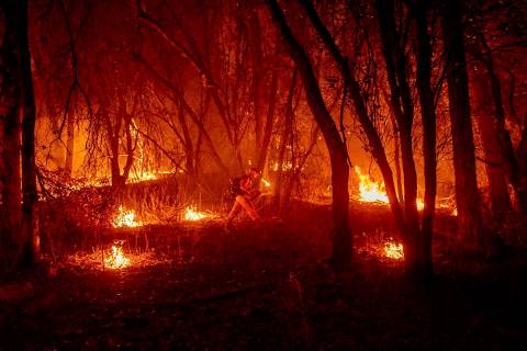 An inmate firefighter from the Trinity River Conservation Camp uses a drip torch to slow the Fa ...