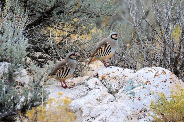 The chukar partridge makes its home on steep, rugged country, making it a tough quarry. Followi ...