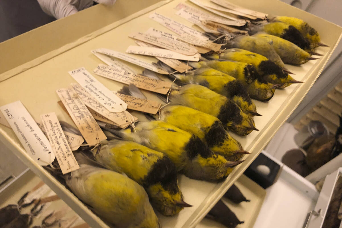 Examples of the Bachman's warbler lie in a specimen tray at the California Academy of Sciences ...