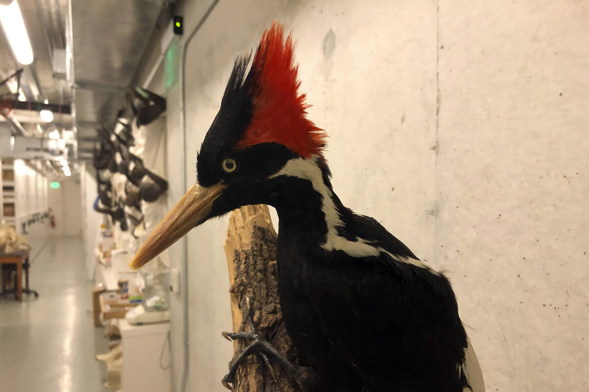 An ivory-billed woodpecker specimen is on a display at the California Academy of Sciences in Sa ...