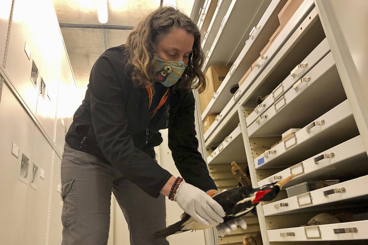 Moe Flannery, senior collections manager for ornithology & mammalogy at the California Acad ...