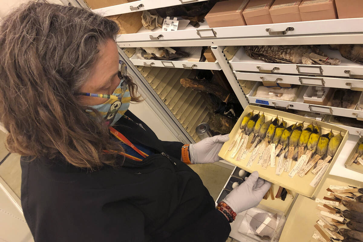 Moe Flannery, senior collections manager for ornithology & mammalogy at the California Acad ...