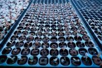 In this Tuesday, Dec. 8, 2015, photo, lettuce seedlings rest in a container under a blue light ...