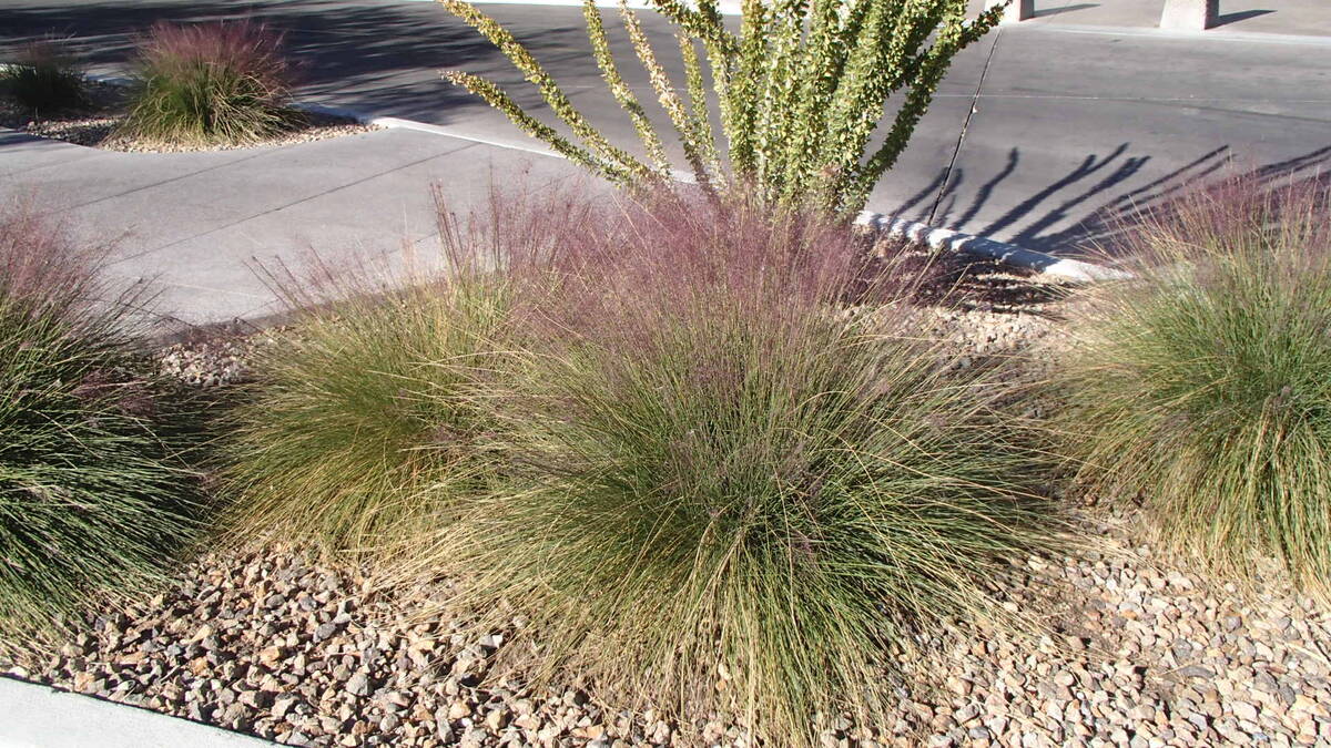 Small ornamentals and grasses are good choices for planting above a leach field or septic tank. ...
