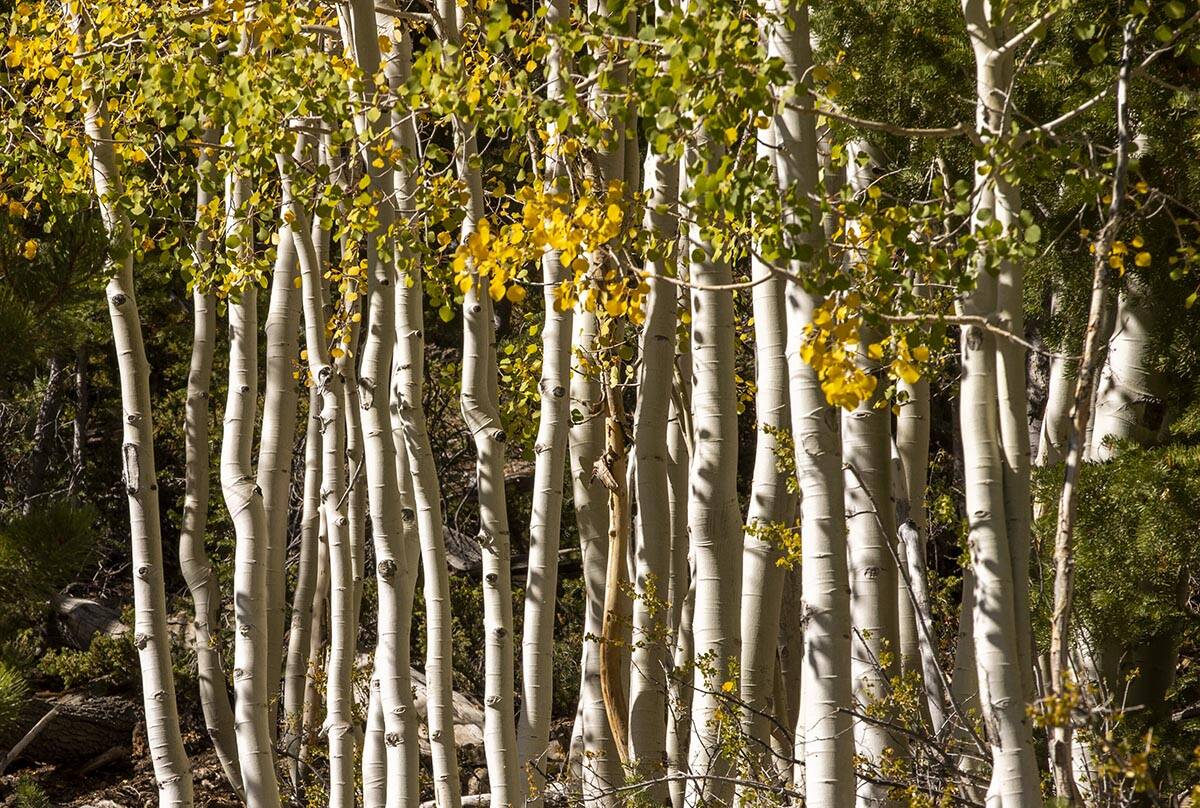 A stand of Aspens turns color on the first day of fall near the Lee Canyon ski resort on Wednes ...