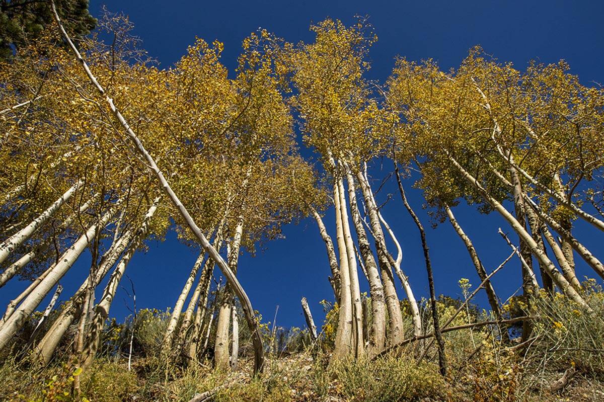 A large stand of Aspens turns color on the first day of fall near the Lee Canyon ski resort on ...