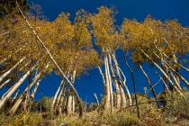 A large stand of Aspens turns color on the first day of fall near the Lee Canyon ski resort on ...