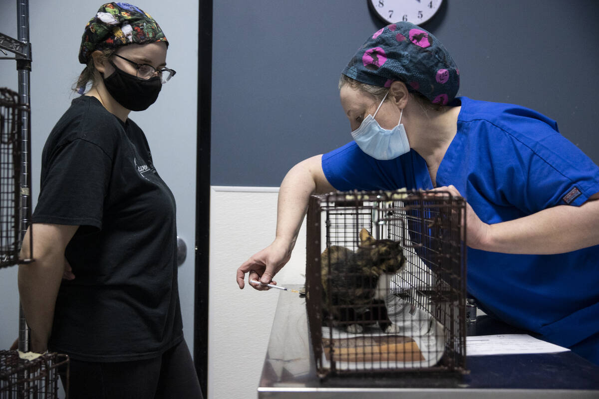 Licensed veterinary technician Kelli Fredericks, right, with volunteer Kim Heath, injects anest ...