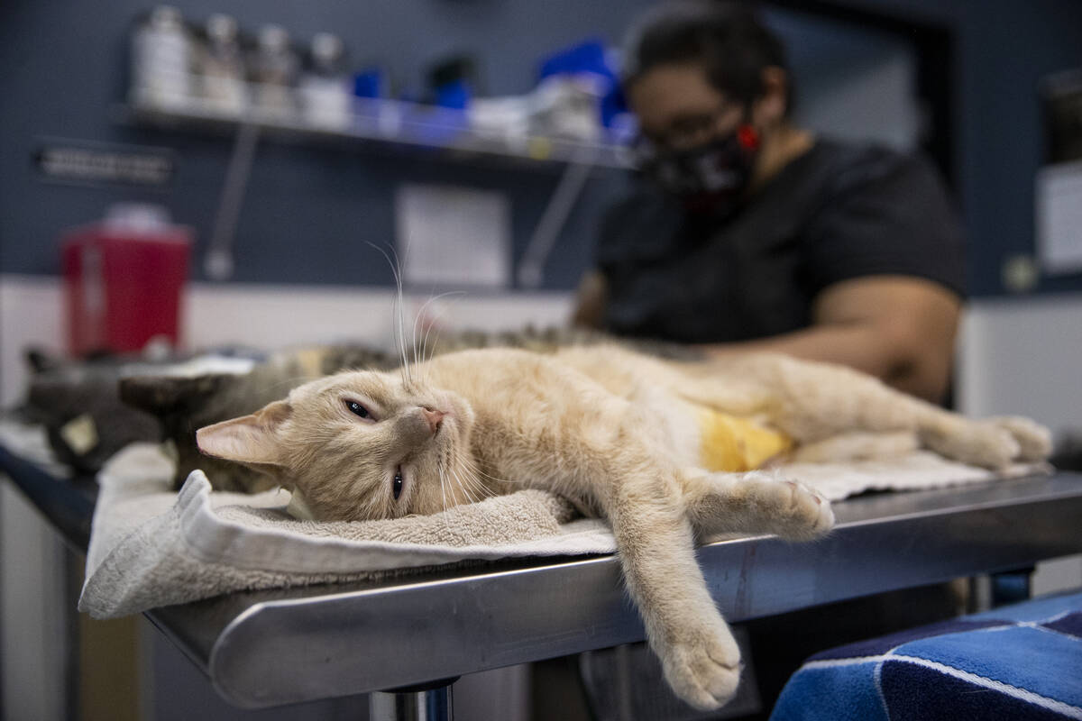 A cat under anesthesia lays on a table after getting spayed at Heaven Can Wait Animal Society i ...